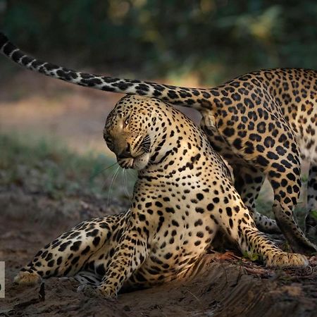 Wilpattu Wildhideaway Hotel Galkadawala ภายนอก รูปภาพ