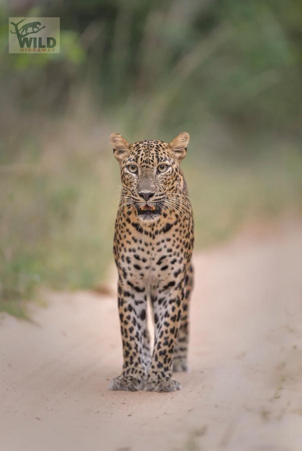 Wilpattu Wildhideaway Hotel Galkadawala ภายนอก รูปภาพ