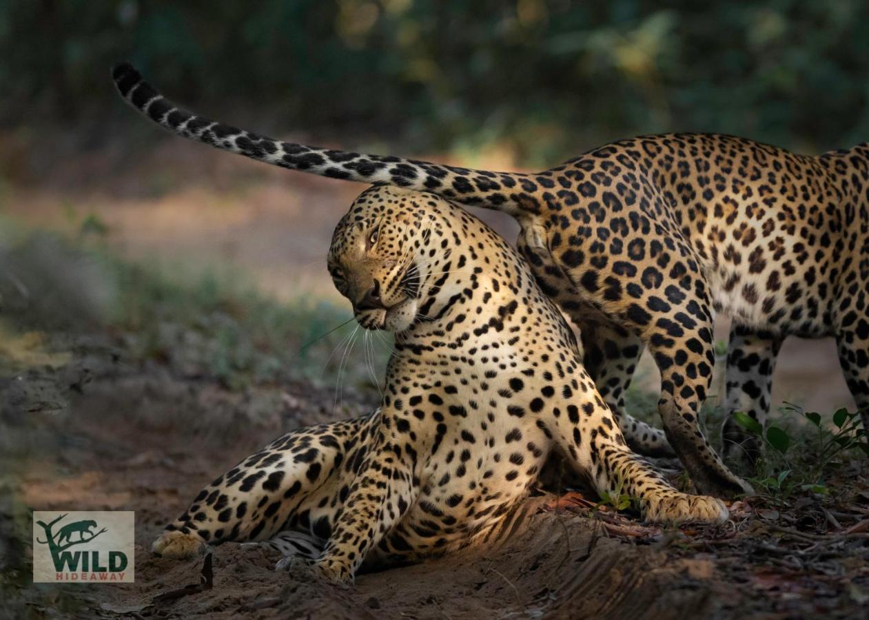 Wilpattu Wildhideaway Hotel Galkadawala ภายนอก รูปภาพ