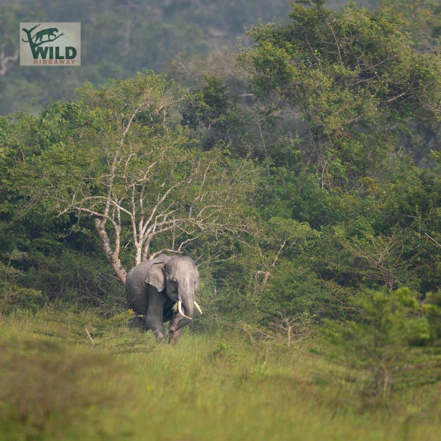 Wilpattu Wildhideaway Hotel Galkadawala ภายนอก รูปภาพ