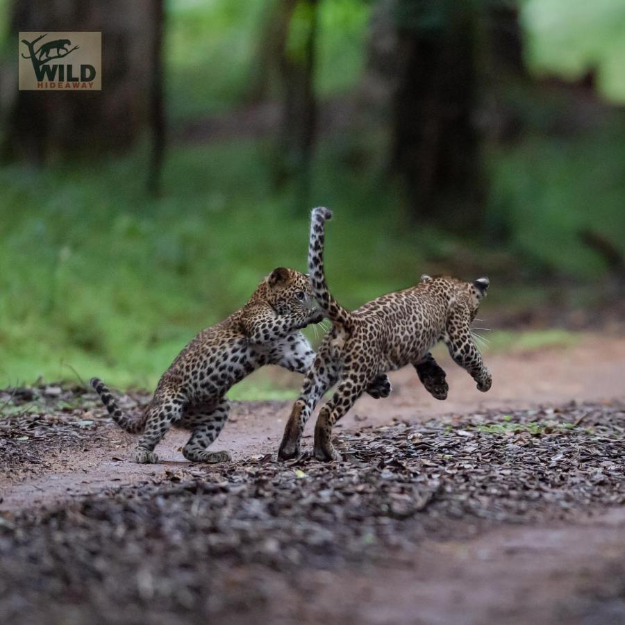 Wilpattu Wildhideaway Hotel Galkadawala ภายนอก รูปภาพ